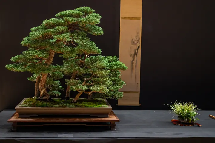 Sawara Cypress bonsai display owned by The Clark Collection  (Bob Hilvers)