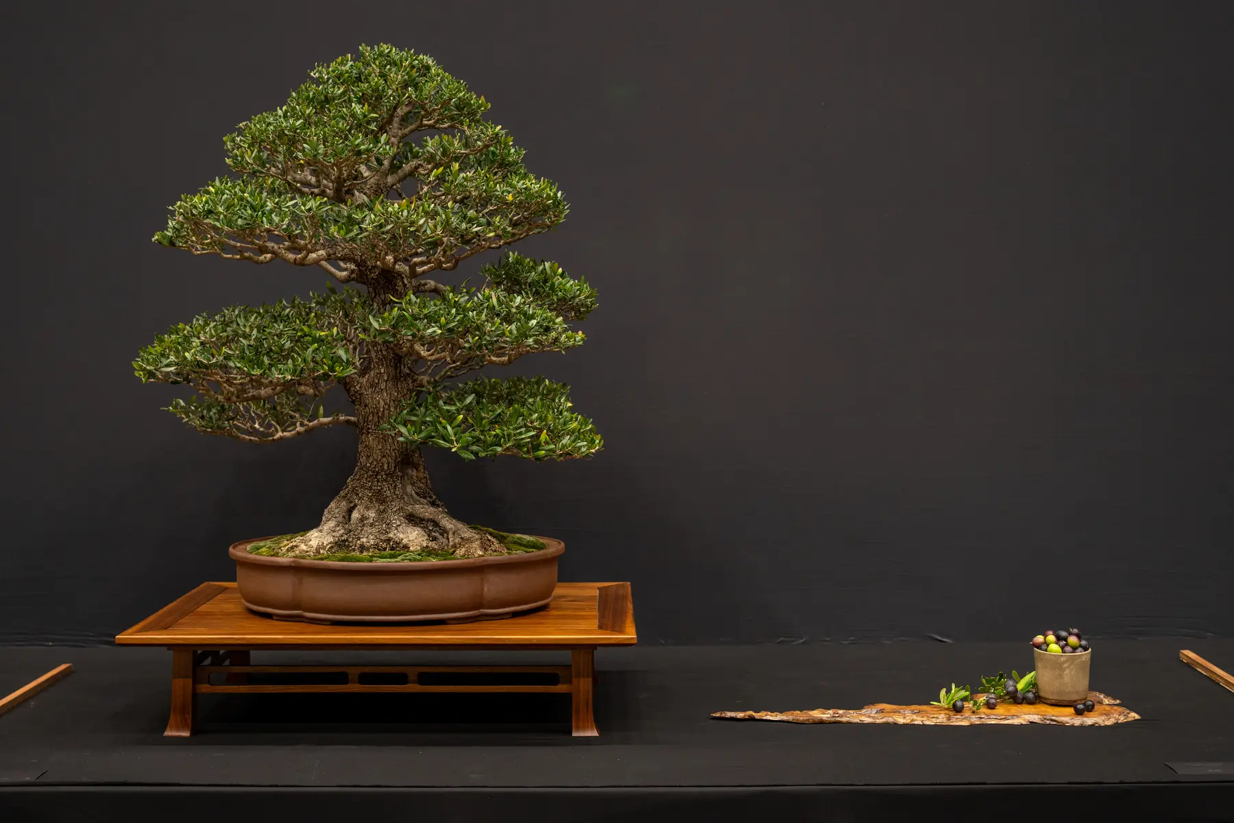 European Olive bonsai display by Tony Henninger & Ron Koh