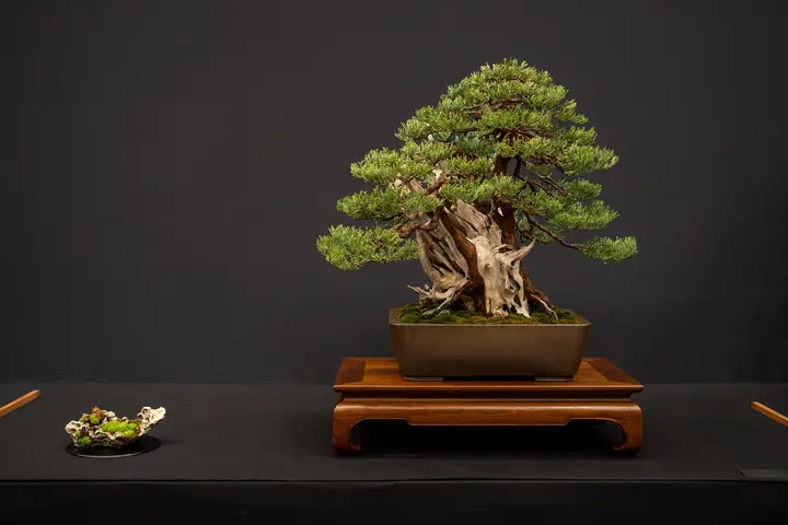 Sierra Juniper bonsai display owned by Bonsai Garden at Lake Merritt