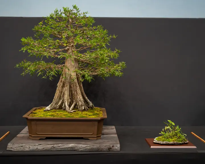 Bald Cypress bonsai display owned by The Bonsai Collections at the Huntington