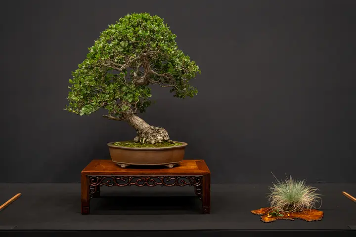 Coast Live Oak bonsai display owned by John Thompson