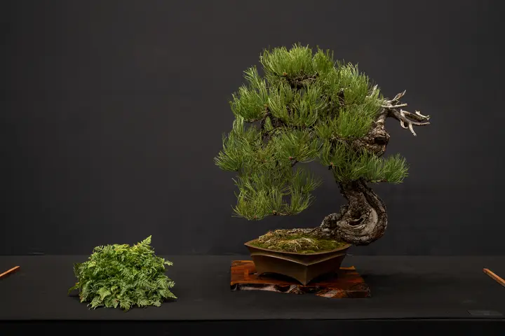 Ponderosa Pine bonsai display owned by Todd Schlafer