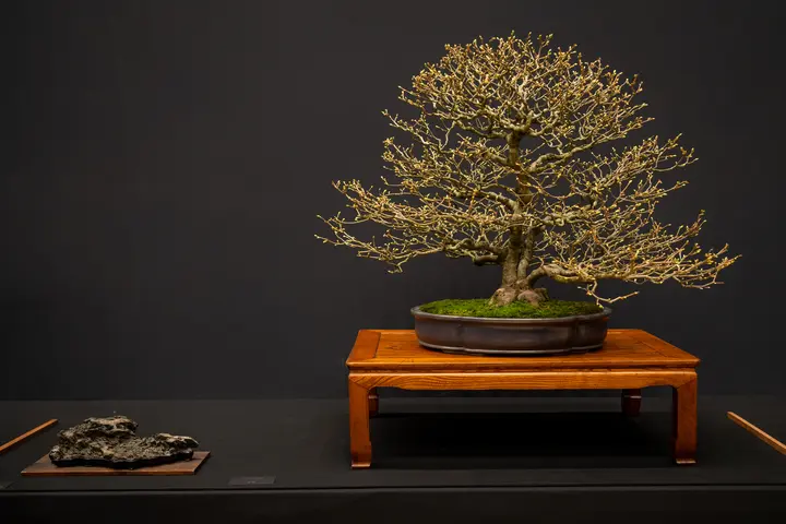 Winter Hazel bonsai display owned by Andrew Robson