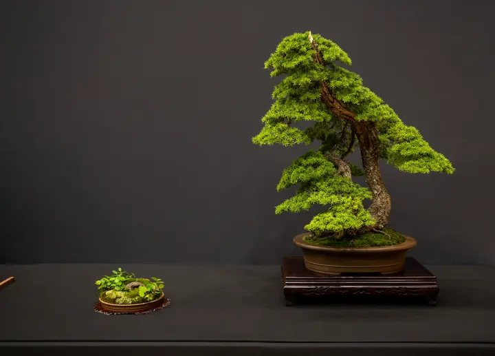 Mountain Hemlock bonsai display owned by Doug Bradley and Linda Breeden