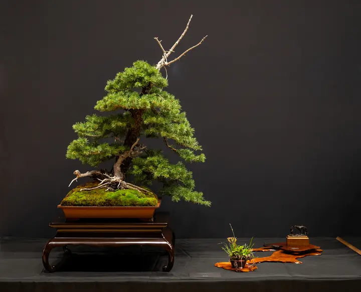 Colorado Blue Spruce bonsai display owned by Stefan Rauch