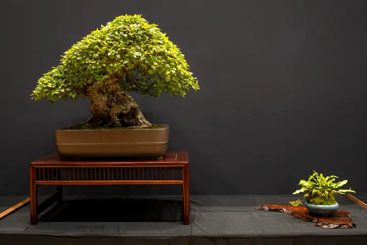 Korean Hornbeam bonsai display owned by Pacific Bonsai Museum