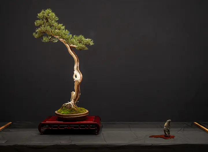 Sierra Juniper bonsai display owned by Sam Tan