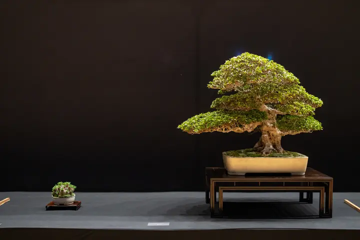 Satsuki Kozan bonsai display owned by Tony Henninger & Ron Koh