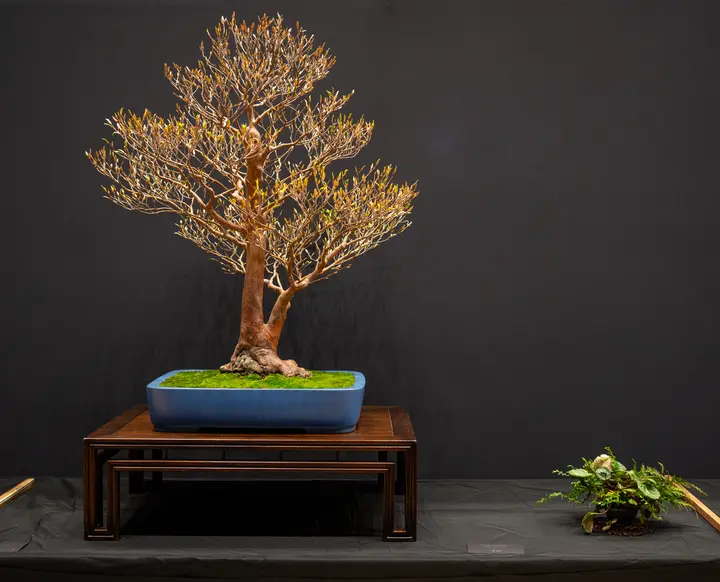 Stewartia bonsai display owned by Jonas Dupuich