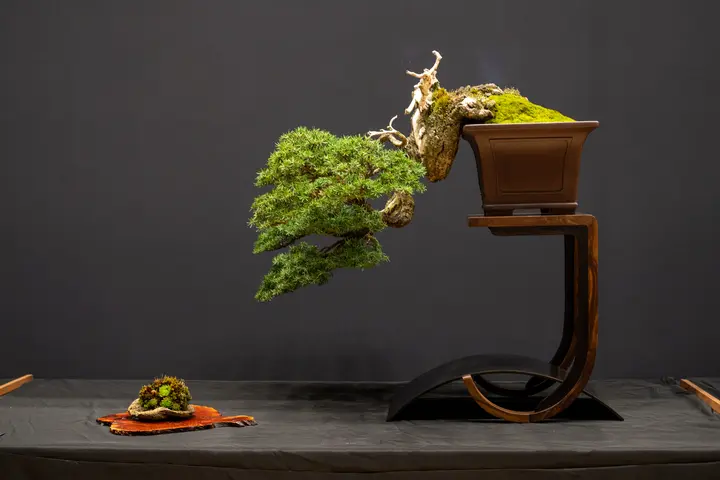 Mountain Hemlock bonsai display owned by Anthony Fajarillo