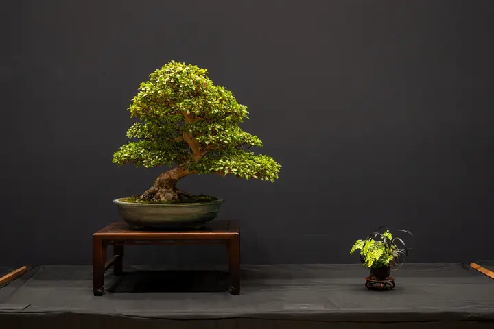 Satsuki Azalea bonsai display owned by Doug Bradley and Linda Breeden