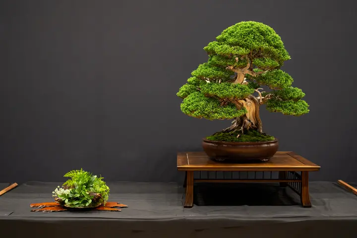 Kishu Juniper bonsai display owned by Vincent Hahlbeck