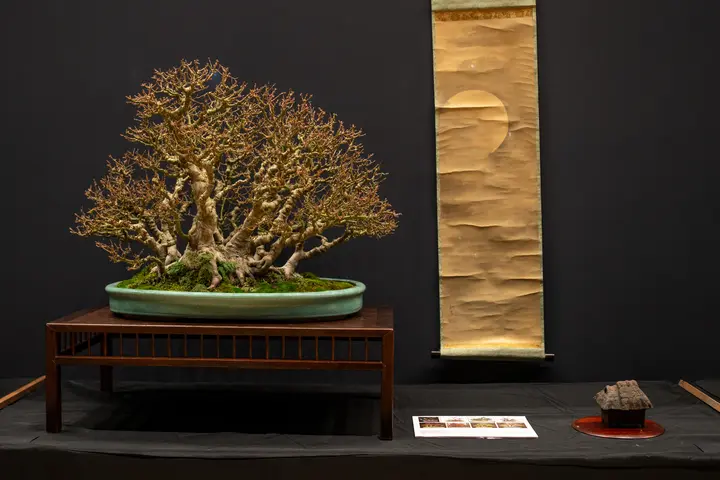 Japanese Maple bonsai display owned by William Valavanis