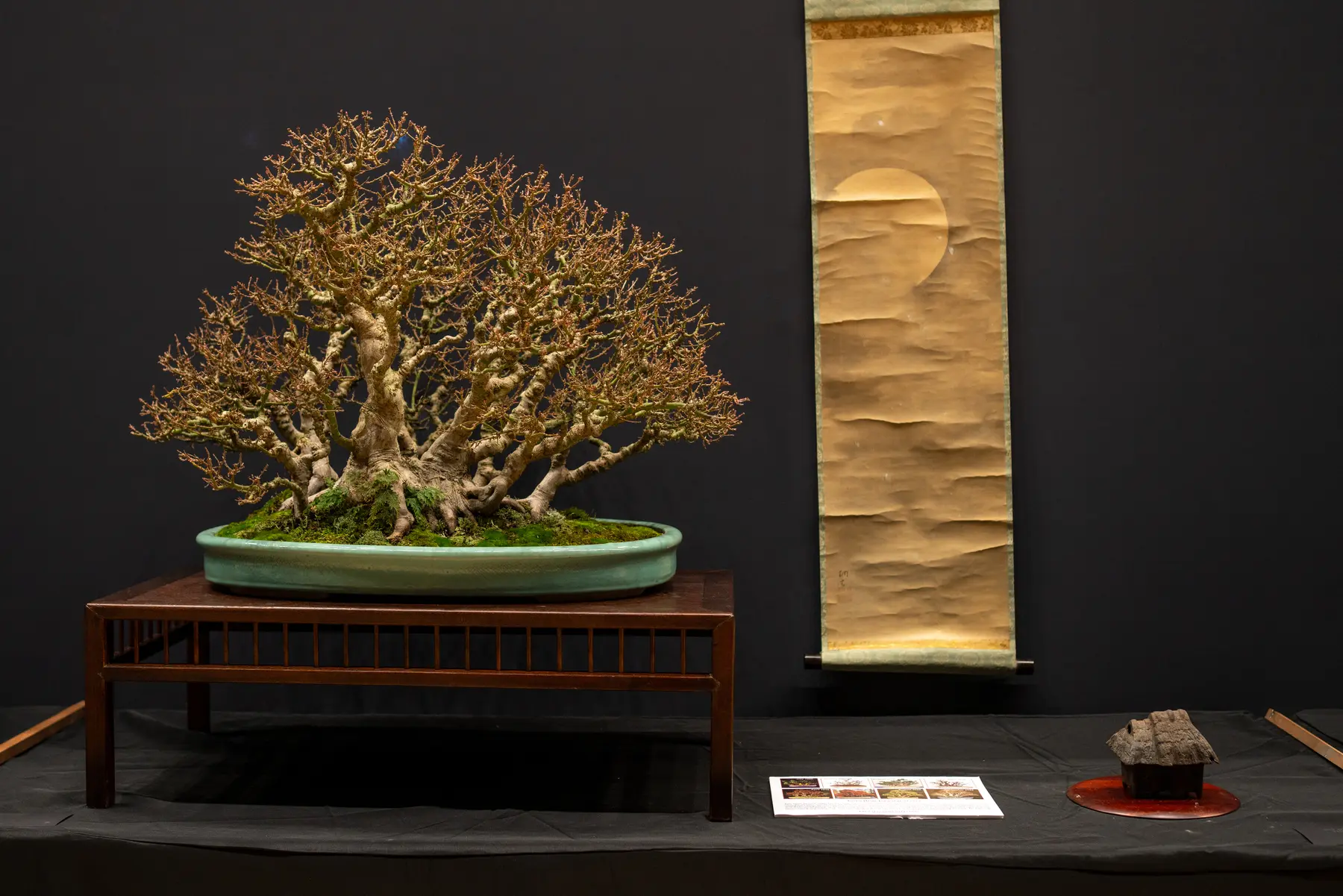 Japanese Maple bonsai display by William Valavanis