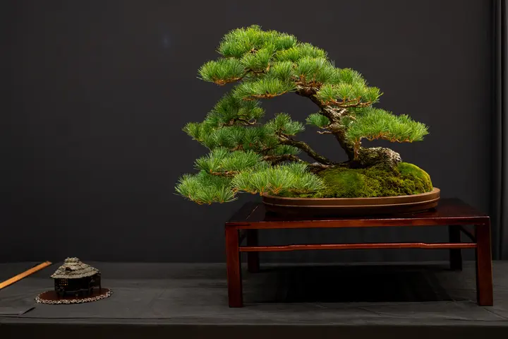 Japanese White Pine bonsai display owned by Christian Gamboa