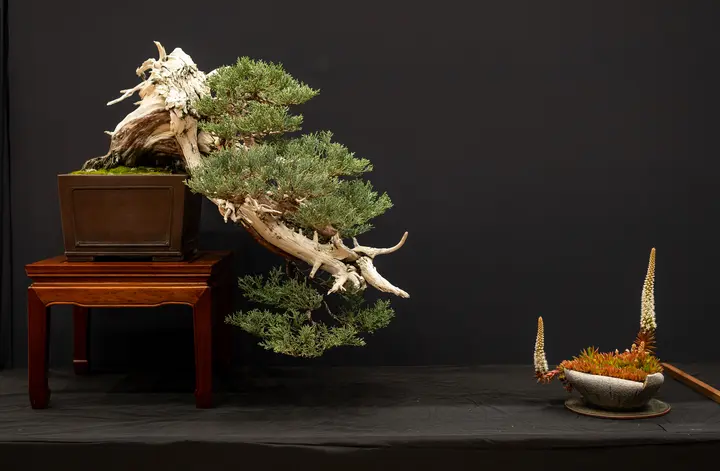 Sierra Juniper bonsai display owned by Cholo Lucero