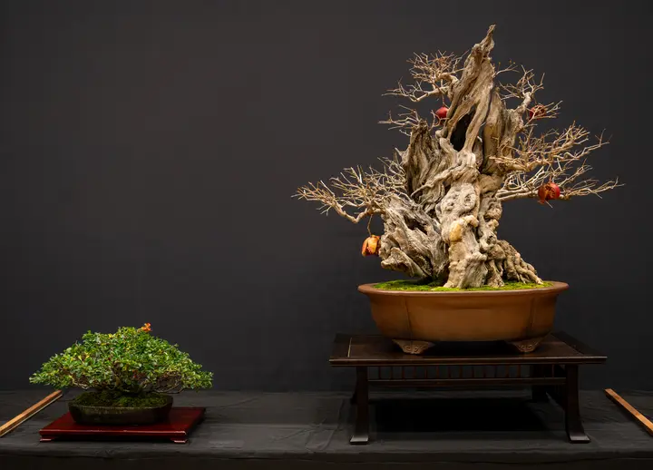 Pomegranate bonsai display owned by Jose Maria Gonzales