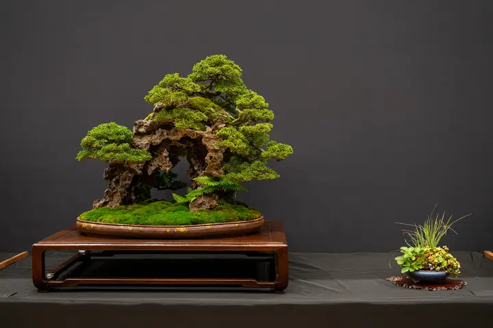 Kishu Juniper bonsai display owned by Bernard Marque