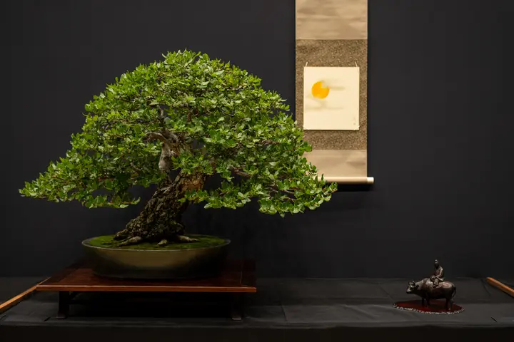 California Live Oak bonsai display owned by Michael Pistello
