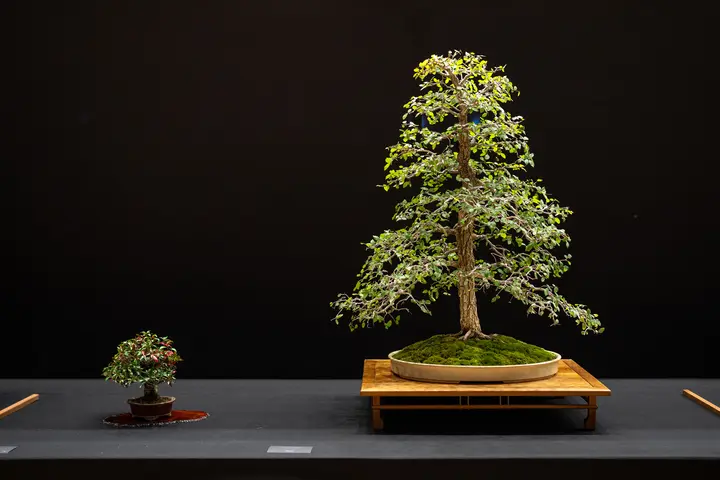 Cedar Elm bonsai display owned by Robert Pressler