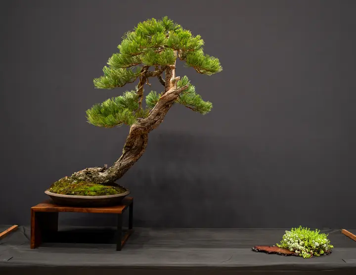 Limber Pine bonsai display owned by Scott Elser