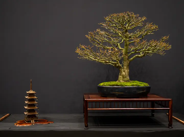 Japanese Maple bonsai display owned by Andrew Robson
