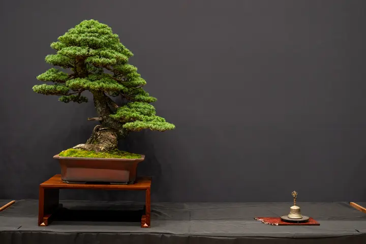 Mountain Hemlock bonsai display owned by Bob King