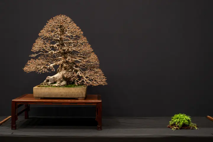Korean Hornbeam bonsai display owned by Jeffrey Stern