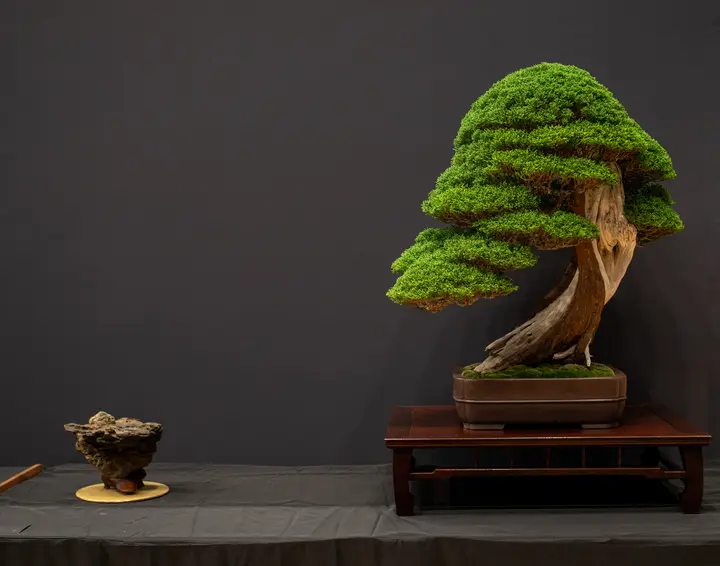 Kishu Juniper bonsai display owned by Christopher Rumery