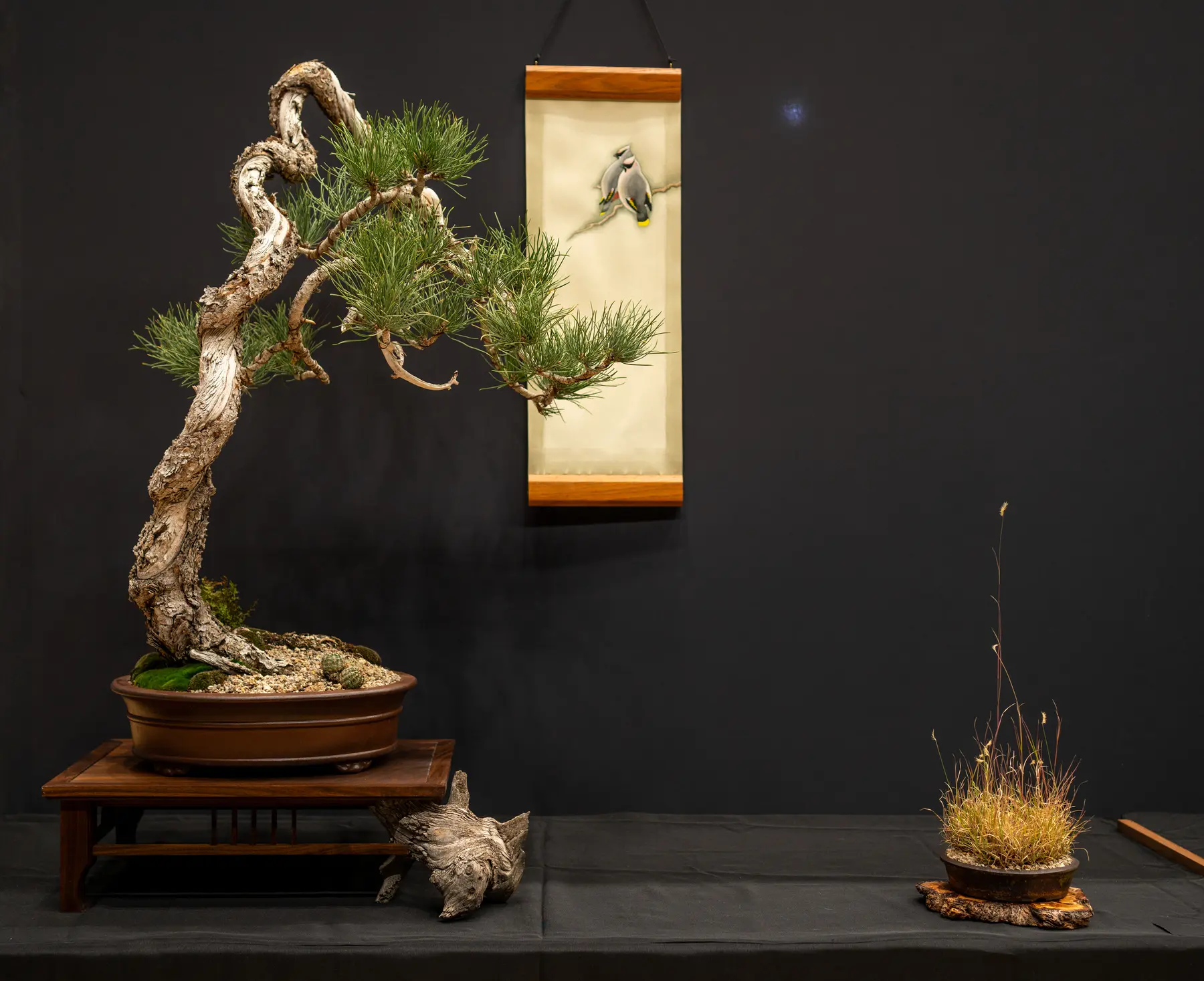 Ponderosa Pine bonsai display by Mike & Terese Britten