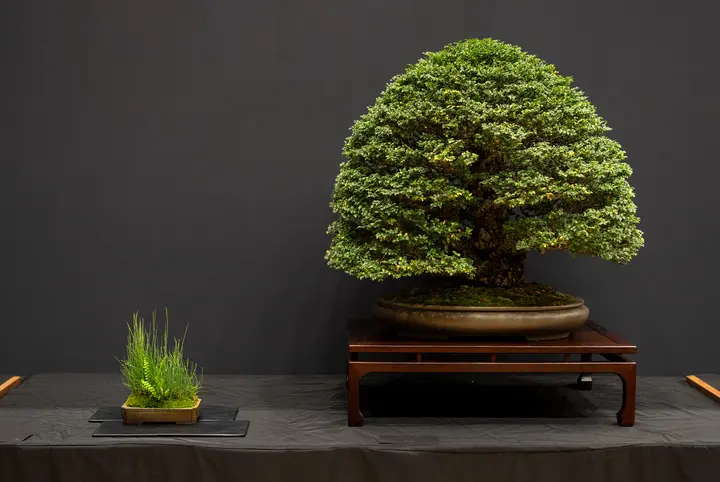Cork Bark Elm bonsai display owned by Michael Roberts