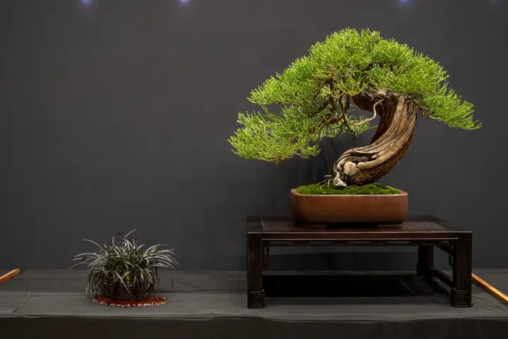 Giant Sequoia bonsai display owned by Rick Trumm