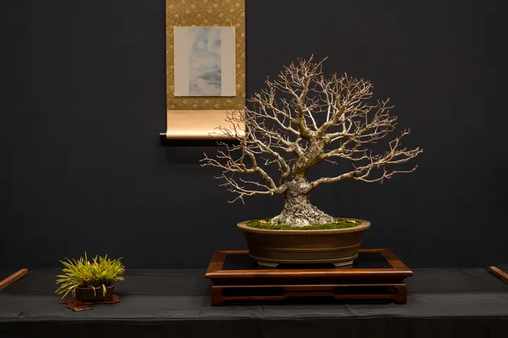 English Oak bonsai display owned by Janet Nelson