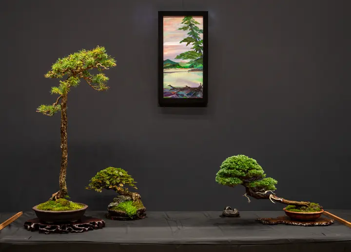 American Larch bonsai display owned by Mark Arpag