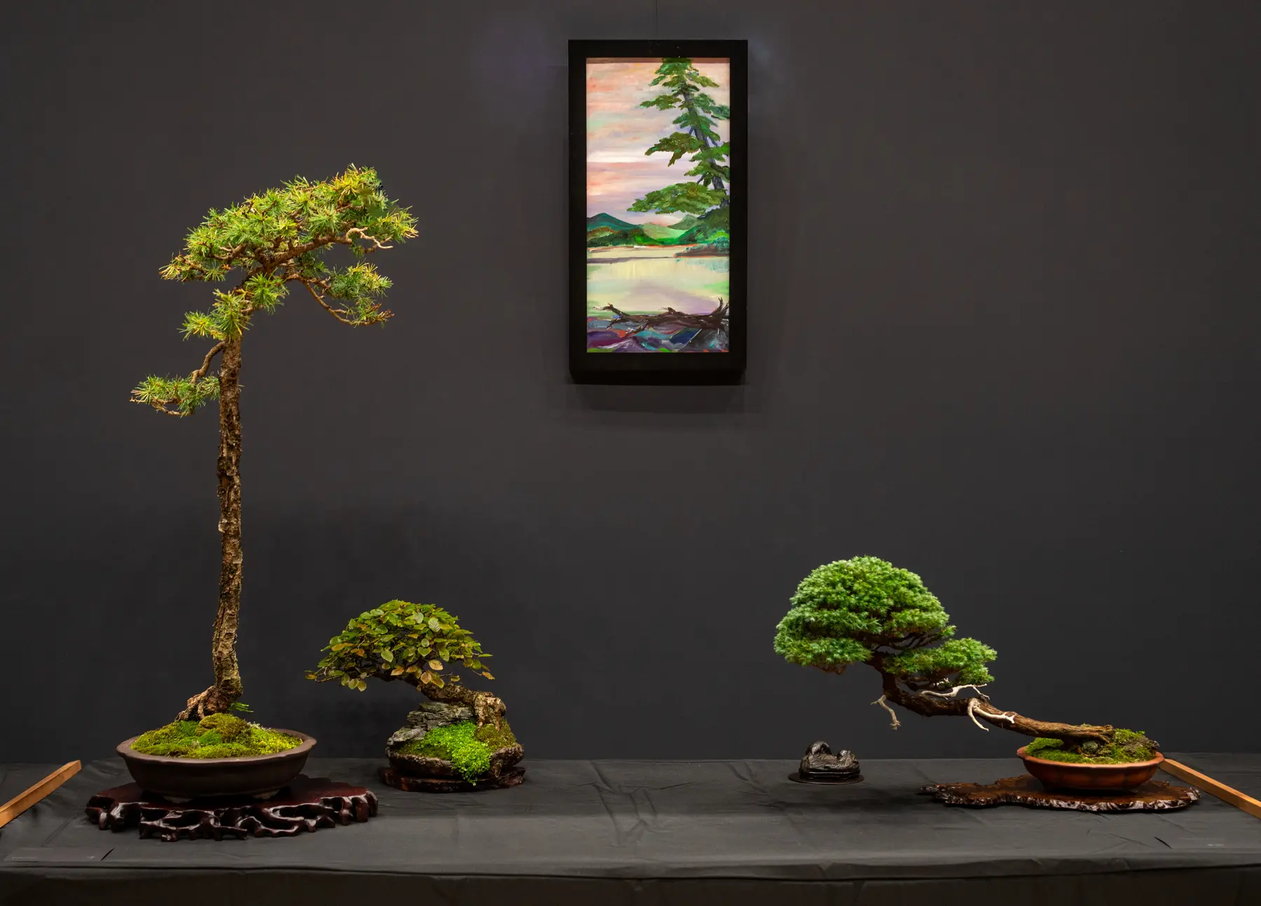 American Larch bonsai display by Mark Arpag