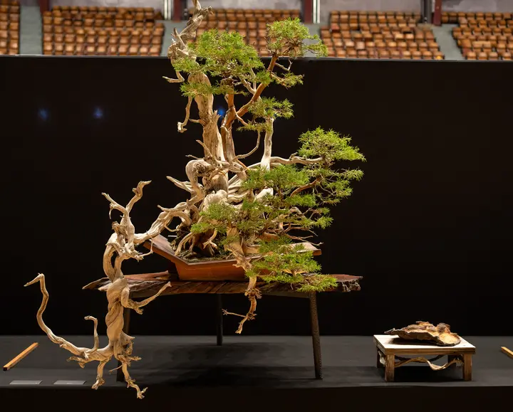 Rocky Mountain Juniper bonsai display owned by Will Kerns