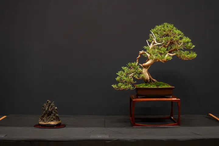 Rocky Mountain Juniper bonsai display owned by Howard Greisler