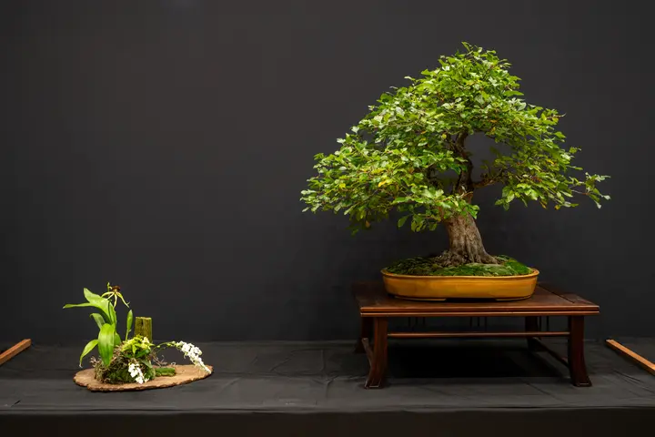 Hawthorne bonsai display owned by Greg McDonald