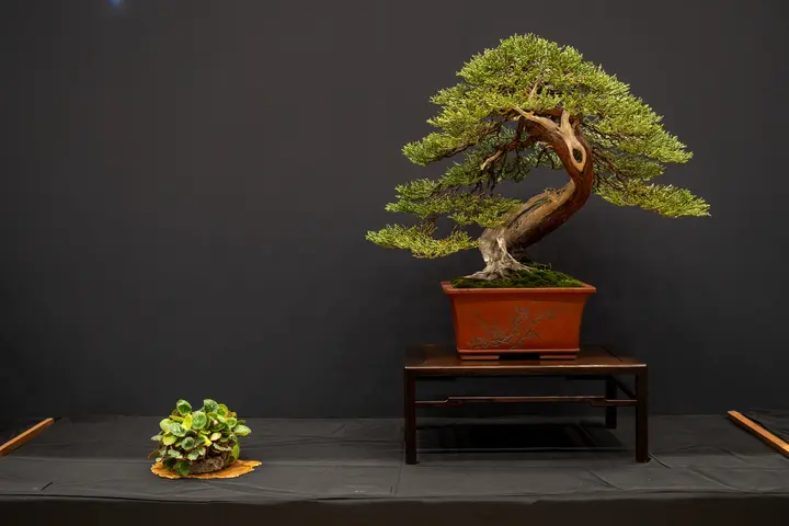 Sierra Juniper bonsai display owned by Rick Trumm
