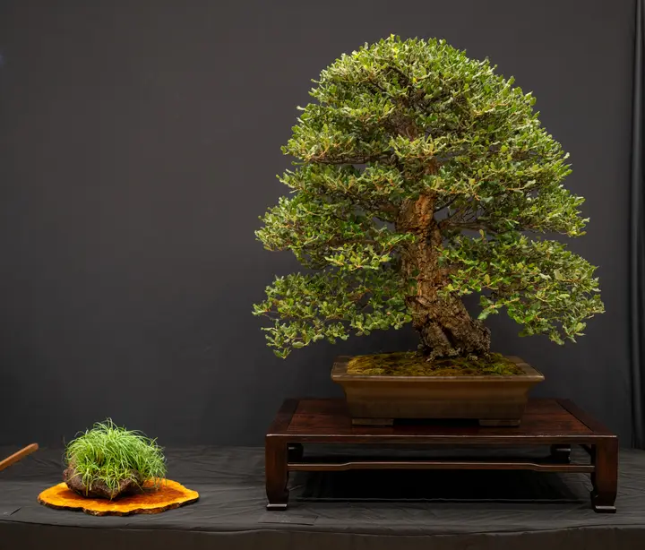 Cork Oak bonsai display owned by Michael Roberts