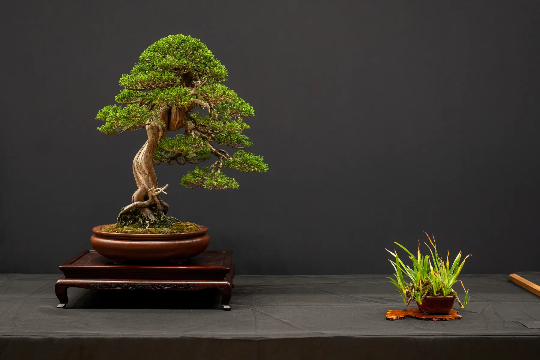 Itoigawa Juniper bonsai display by Arturo Encaba