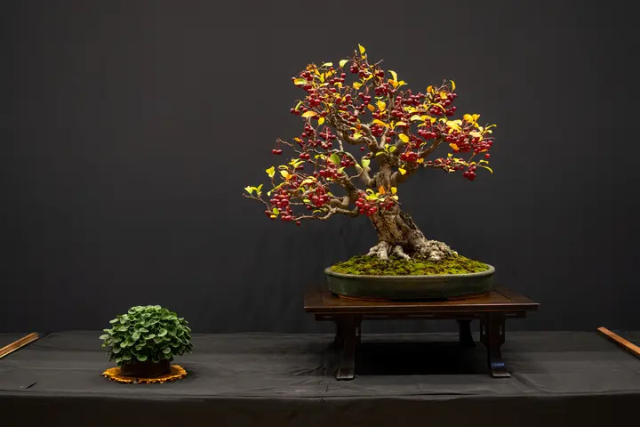 Crabapple bonsai display owned by Bill Critchlow