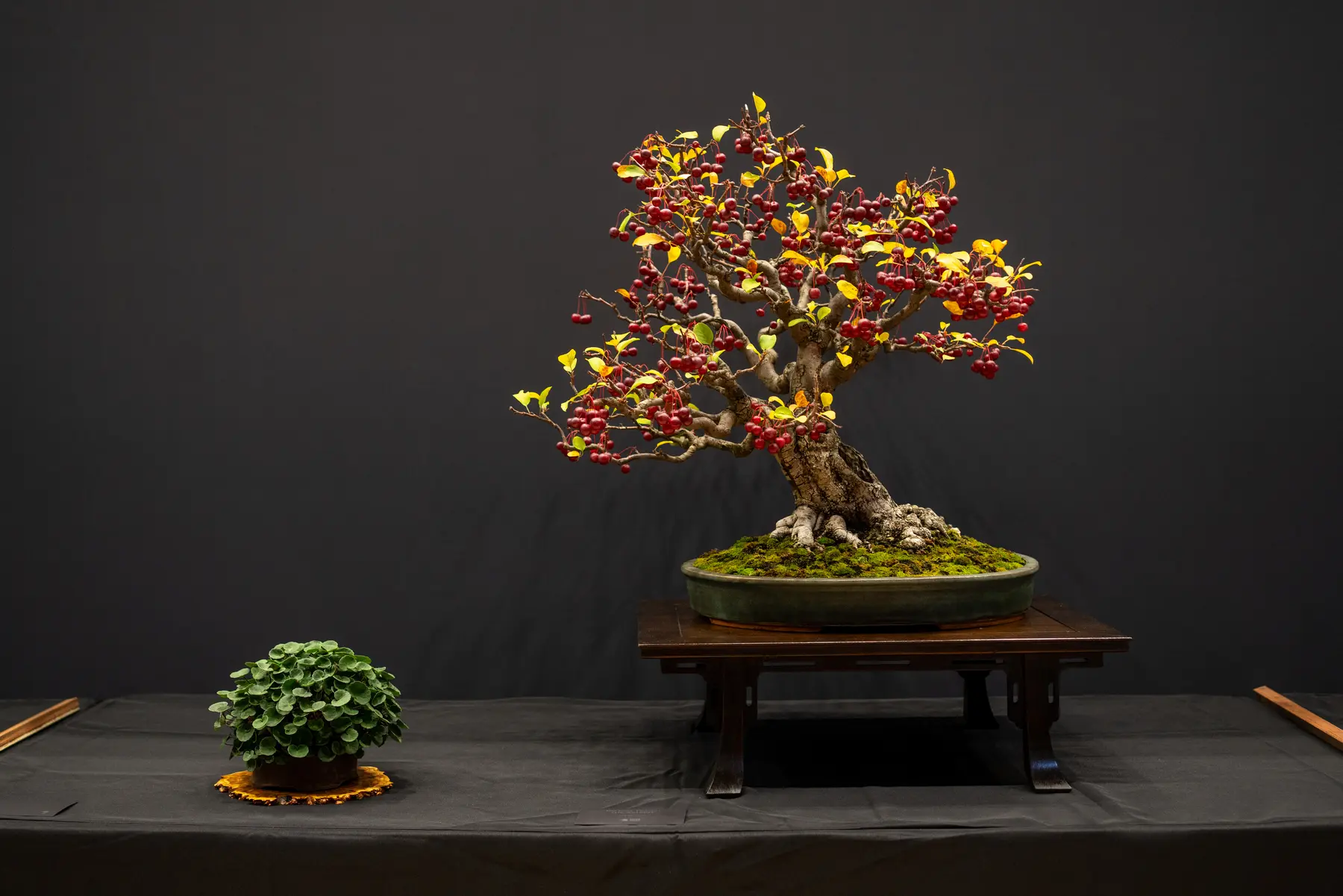 Crabapple bonsai display by Bill Critchlow