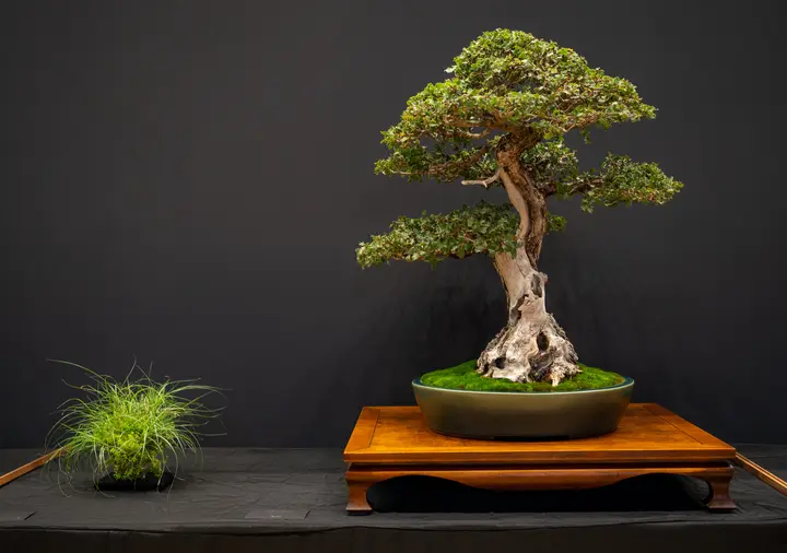Palmer Oak bonsai display owned by John Jackson