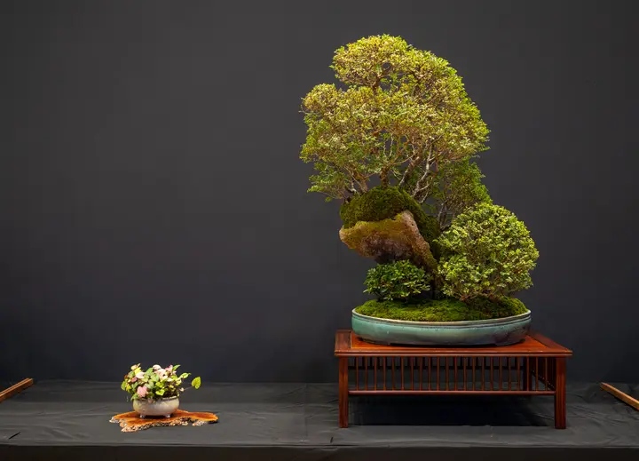 Seiju Elm bonsai display owned by Christian Gamboa