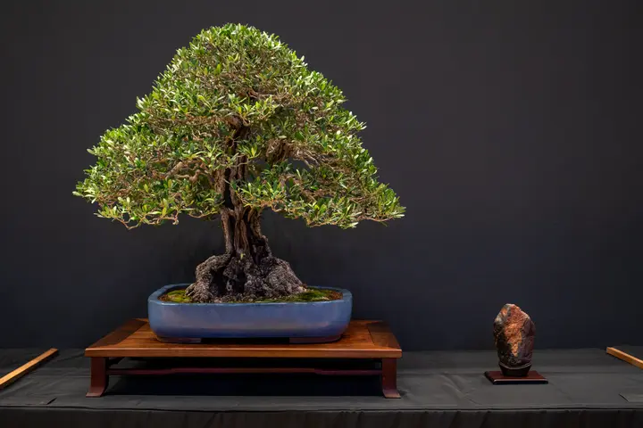 European Olive bonsai display owned by Candace Key