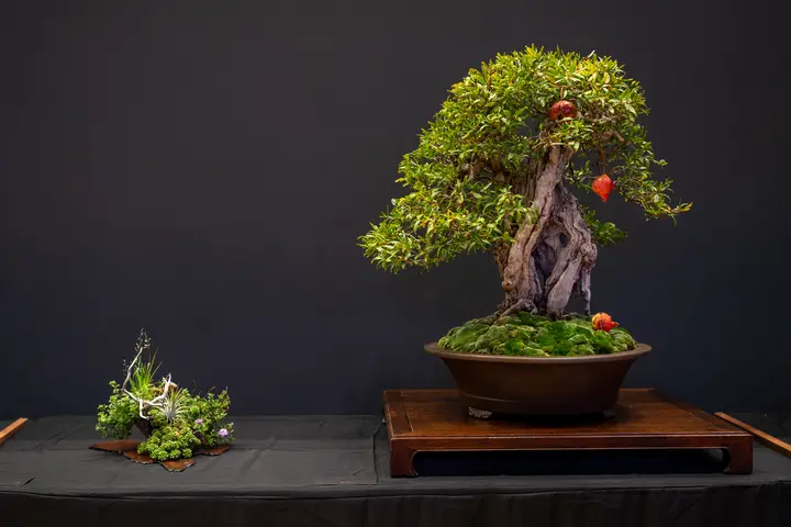 Pomegranate bonsai display owned by Jay McDonald