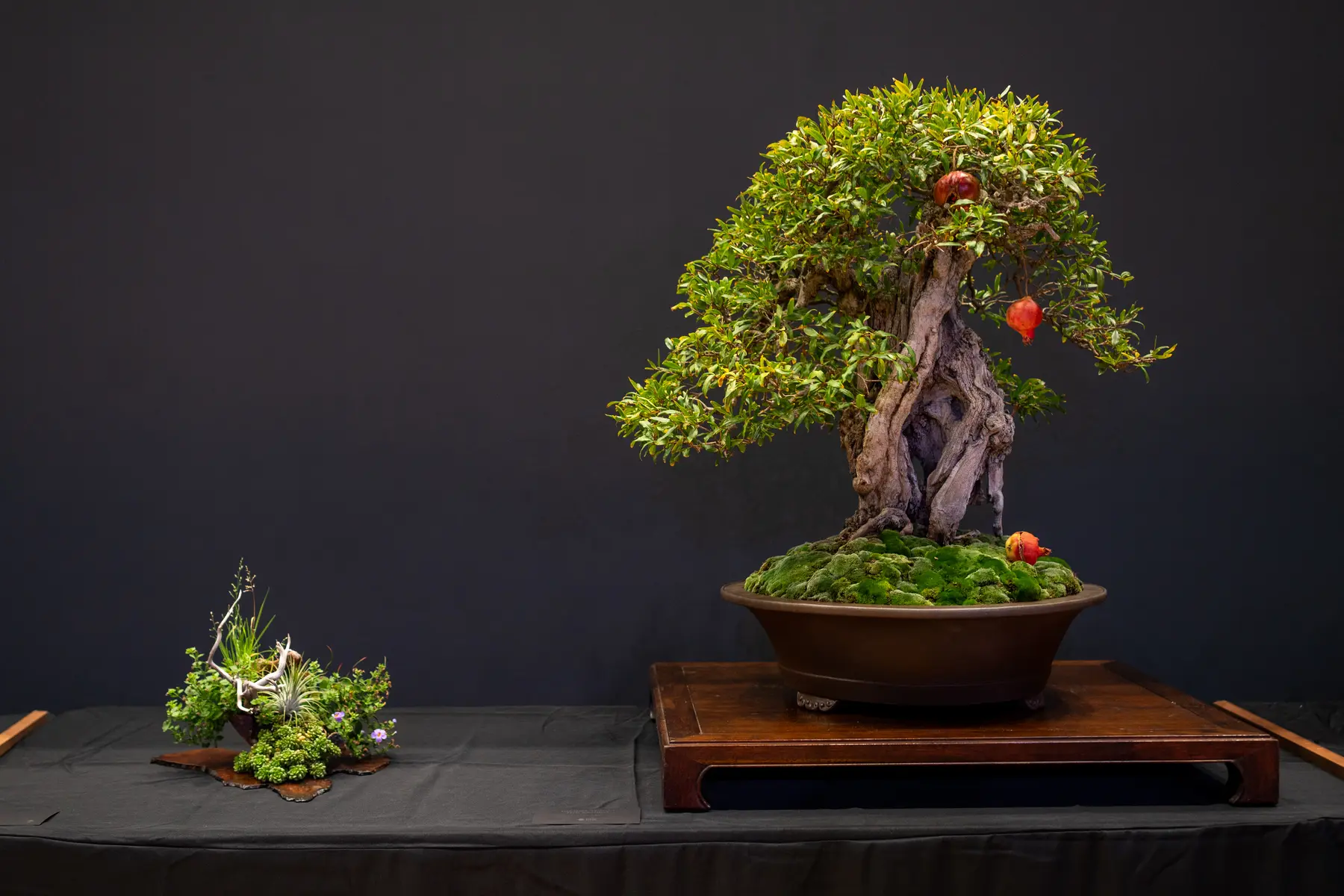 Pomegranate bonsai display by Jay McDonald