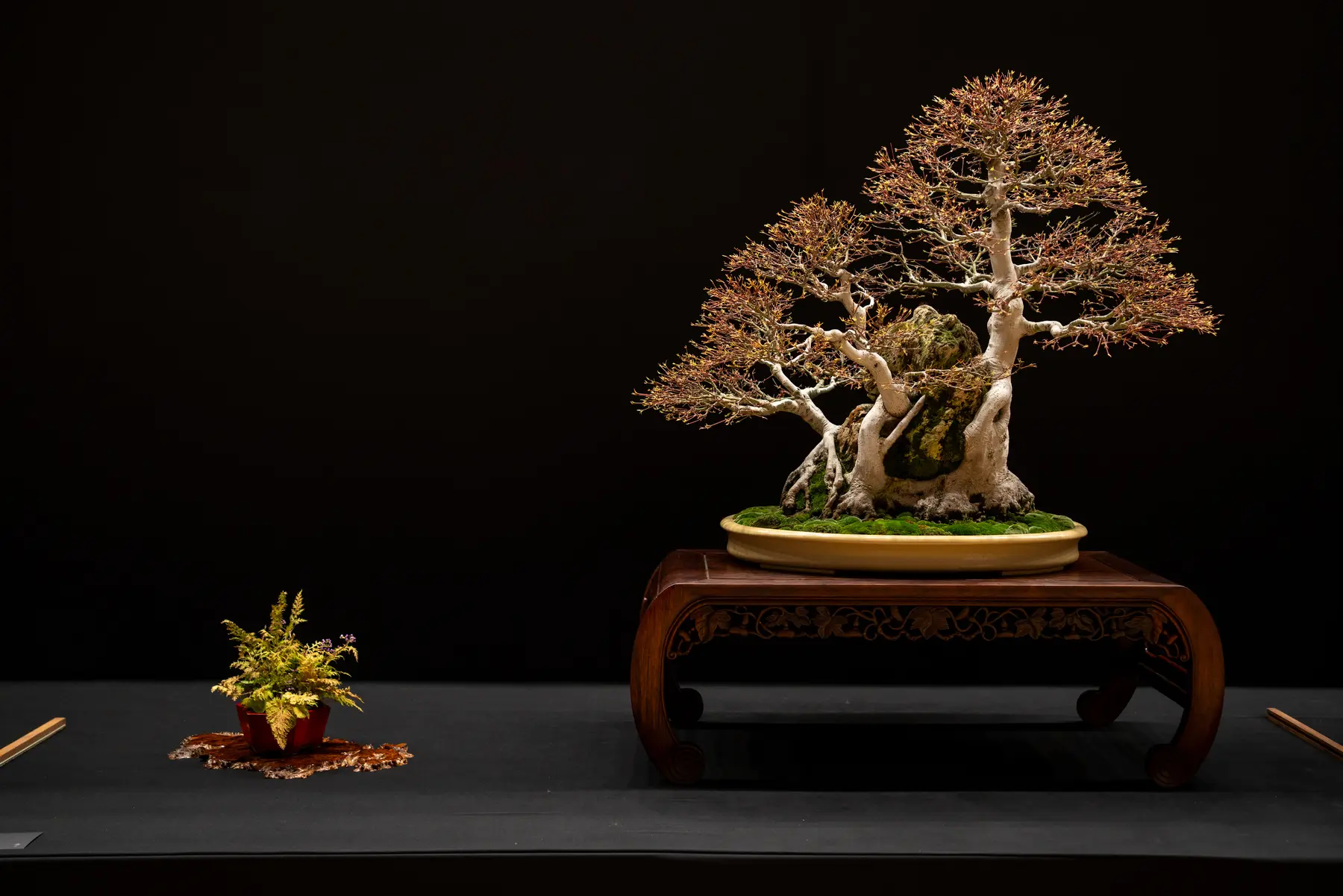 Japanese Maple bonsai display by Jeffrey Stern