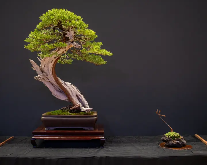 California Juniper bonsai display owned by Janet Nelson